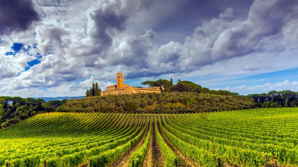 Italian vineyard at sunset during Vigneti Aperti